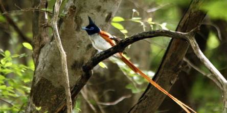 wildlife photography